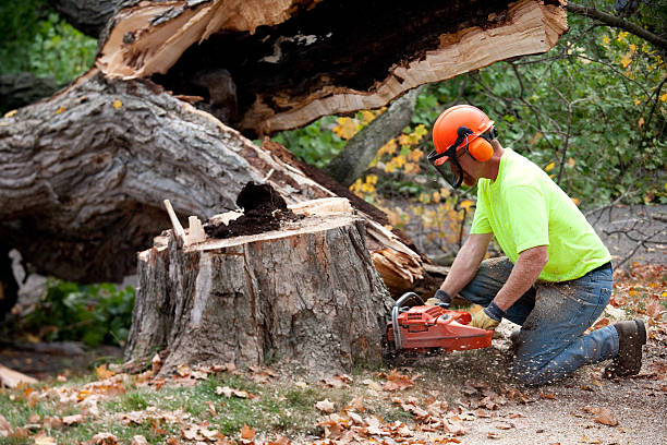 How Our Tree Care Process Works  in  Crockett, TX